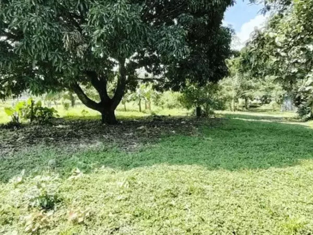 Este sería el lote en Guácimo de Limón.