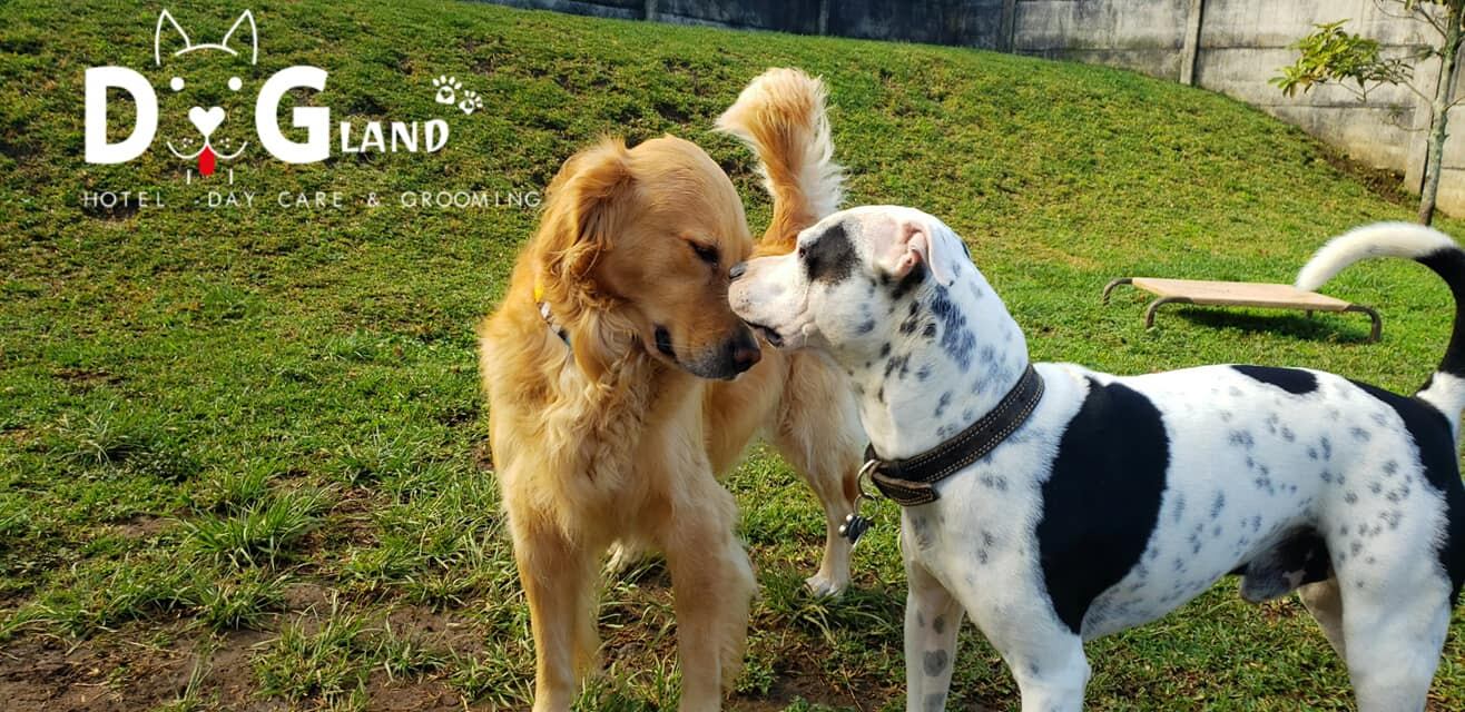 Dogland es una guardería y hotel para perros.