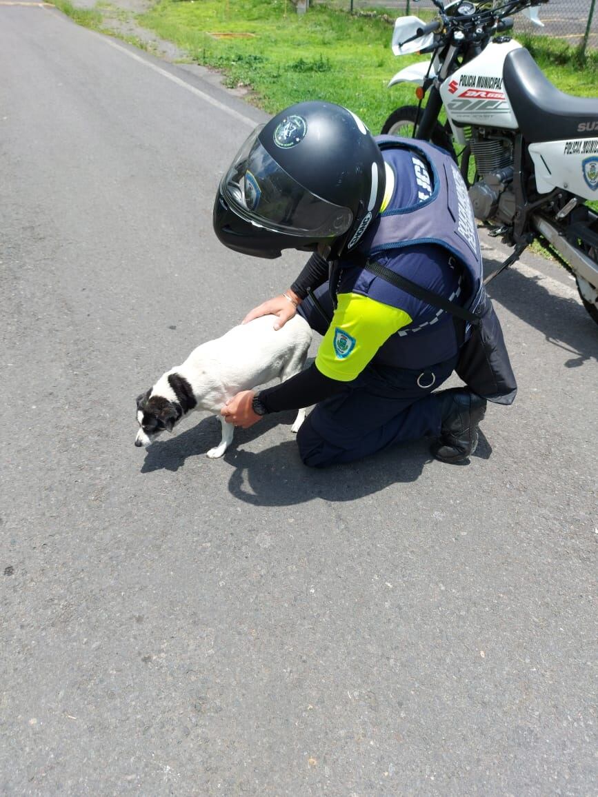La muni de Desamparados no quiere que la agresión a Milka quede impune. Cortesía.