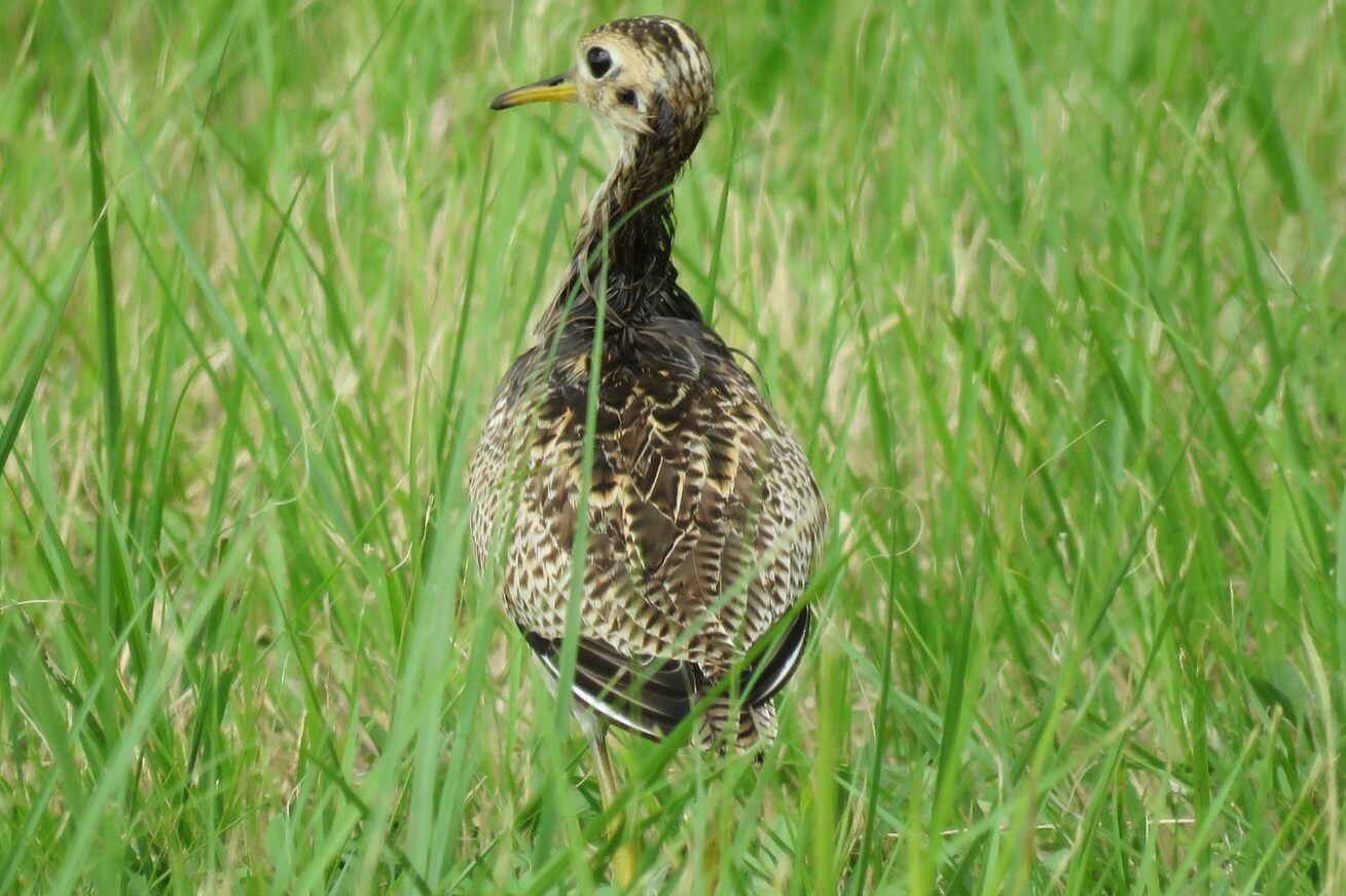 La gente del Programa de Control de Fauna de AERIS, administradora del aeropuerto Juan Santamaría, confirmó el año pasado que un verdadero zoológico es vecino del aeropuerto. Después de 2.150 recorridos de vigilancia el año anterior el Control de Fauna observó a 14.539 animales de 65 especies diferentes.
