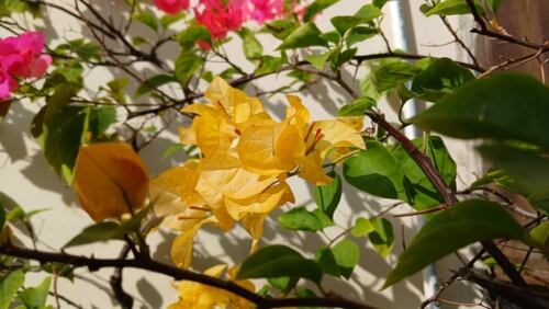 Bouganvillea Veranera, guía de plantas Perfil