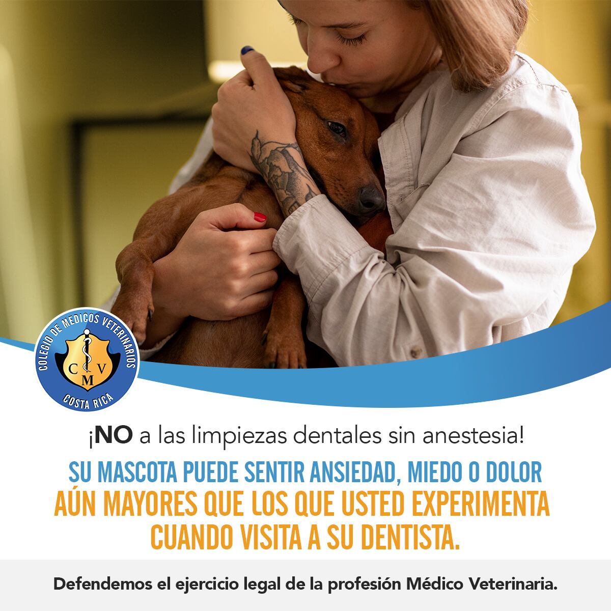 Las limpiezas dentales sin anestesia a perros han provocado que el Colegio de Veterinarios encienda todas sus alertas porque provocan extrema angustia, miedo, dolor y ponen en peligro hasta la vida de los peluditos.