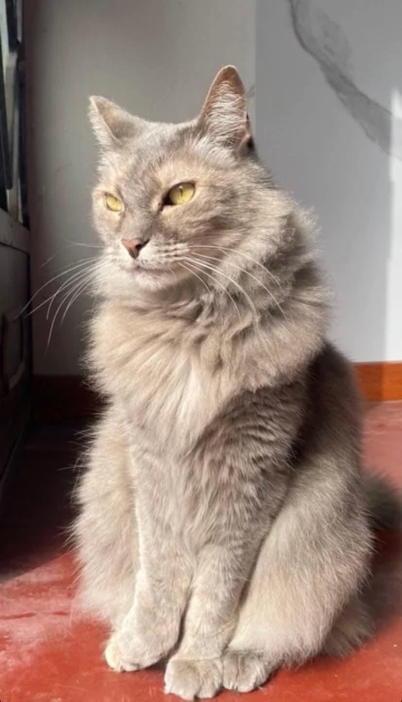 Gatita  y su triste historia tras muerte de su dueña conmueve a miles de personas