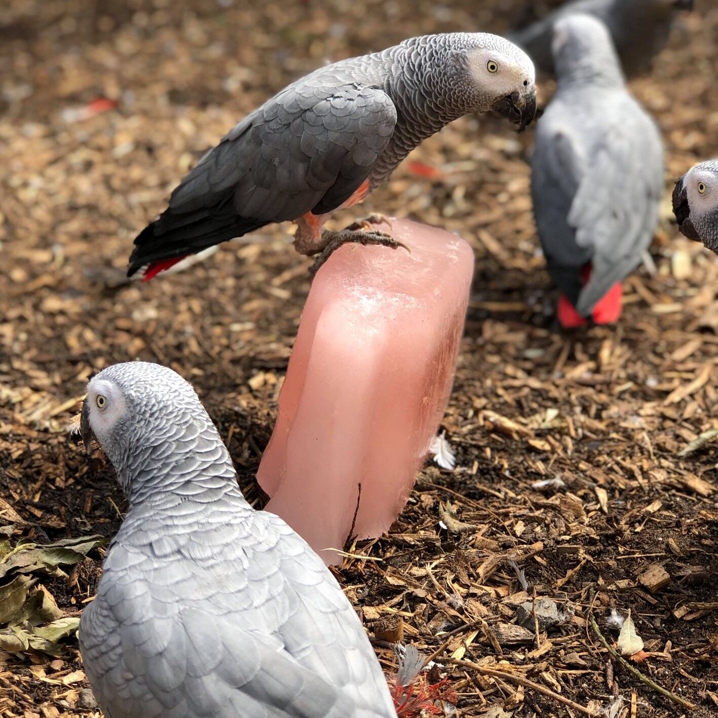 Tremendo problemón el que vive el zoológico Lincolnshire de Inglaterra con tres pericos bien vulgares que les fueron donados.