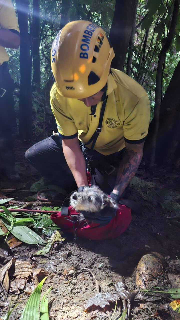 Bomberos rescatan a cachorro que cayó a barranco en Coto Brus. Foto Bomberos.