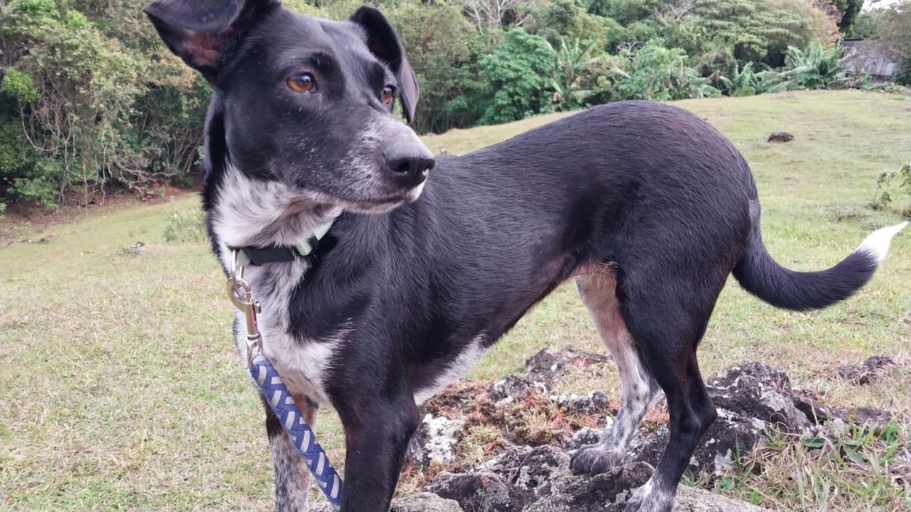 En San Rafael de Heredia vive Julieta, una perrita zaguatica de cinco años que, como dice su abuelita perruna, “ella fue quien escogió a la familia”