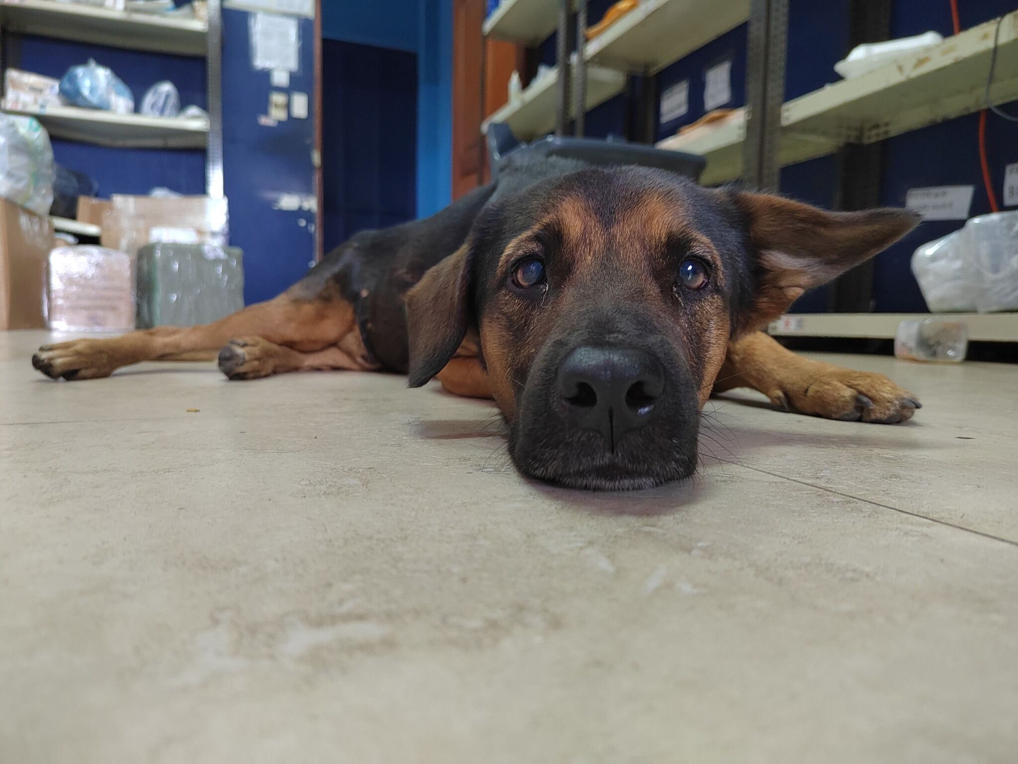 Ricky es un gatico y Negro un perrito, que viven en la sección de Encomiendas de El Roble de Puntarenas de Transportes Unidos.