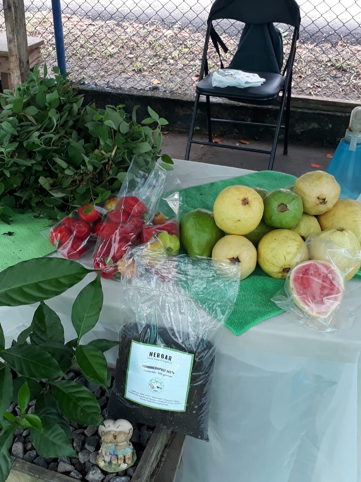 Noilyn Barrantes es una agricultora de Paquera que exportará cacao a Inglaterra.