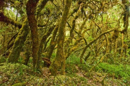 El Parque Nacional Los Quetzales está cerca de la comunidad de San Gerardo. Foto: Sinac.