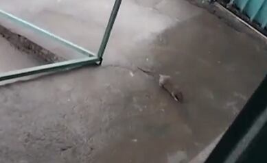 Denuncian plaga de ratas en escuela de Tibás