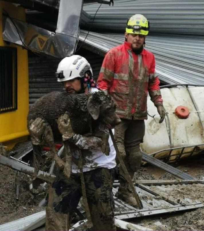 Las cabezas de agua del río Aguas Zarcas en San Carlos provocaron la salida de emergencia de muchas familias que incluso dejaron a sus mascotas. La Cruz Roja ha rescatado perros y gatos