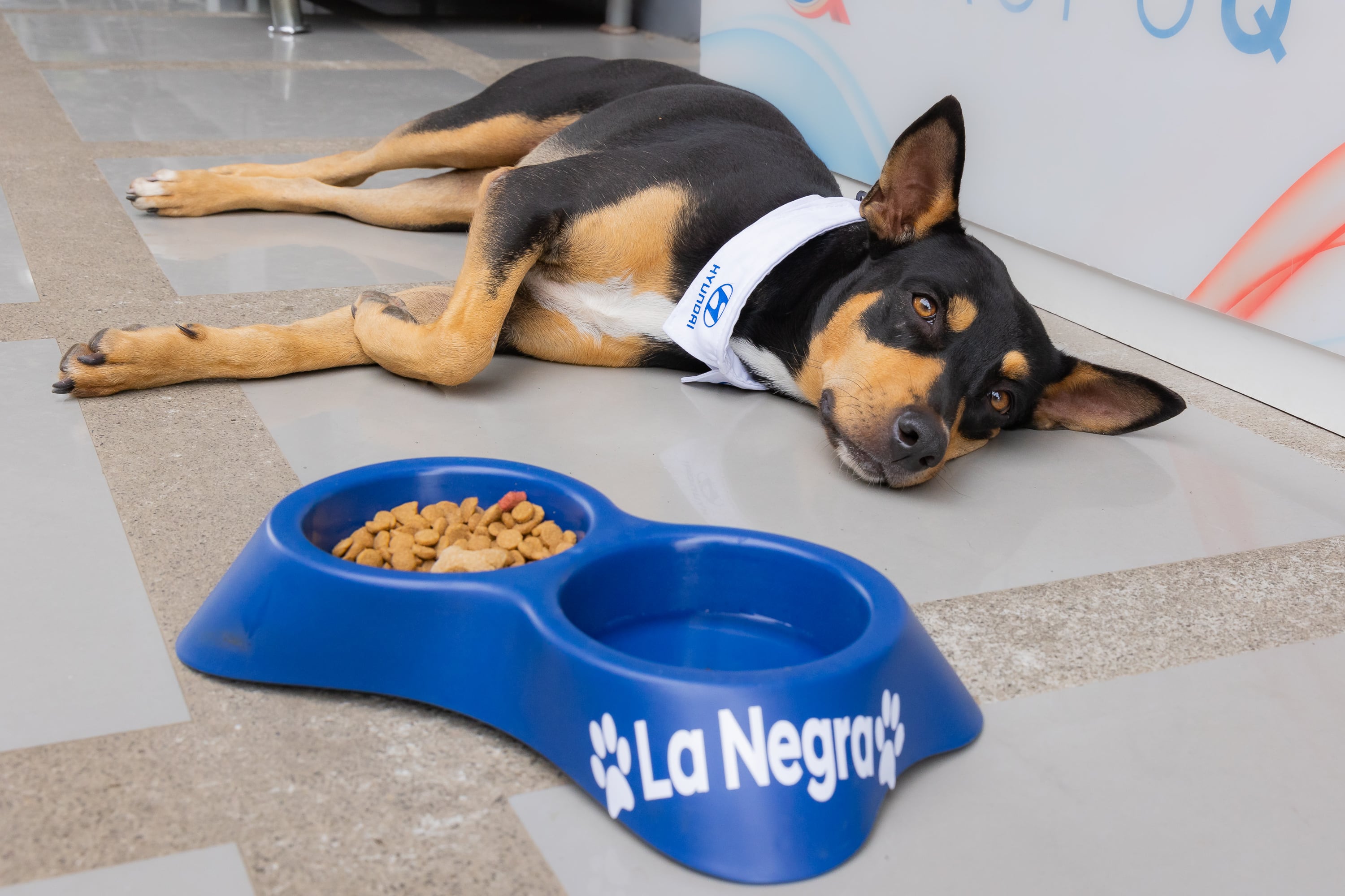 A mediados de diciembre del 2024, una zaguatita negra, flaquita y desconfiada apareció de la noche a la mañana en la sucursal de Hyundai Liberia y, sin hacer ruido ni pedir permiso, decidió que ese sería su lugar en el mundo.