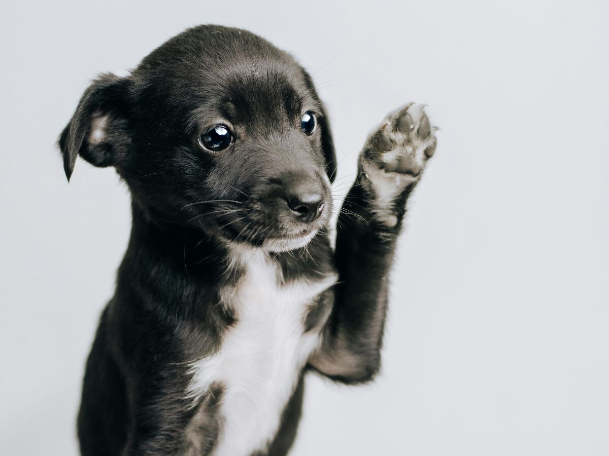 Si su perro se chupa las patas, puede ser por muchas razones.