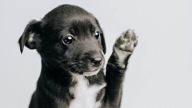 Estas son las razones por las cuales su perro se chupa las patas, ¿debería preocuparse o no?