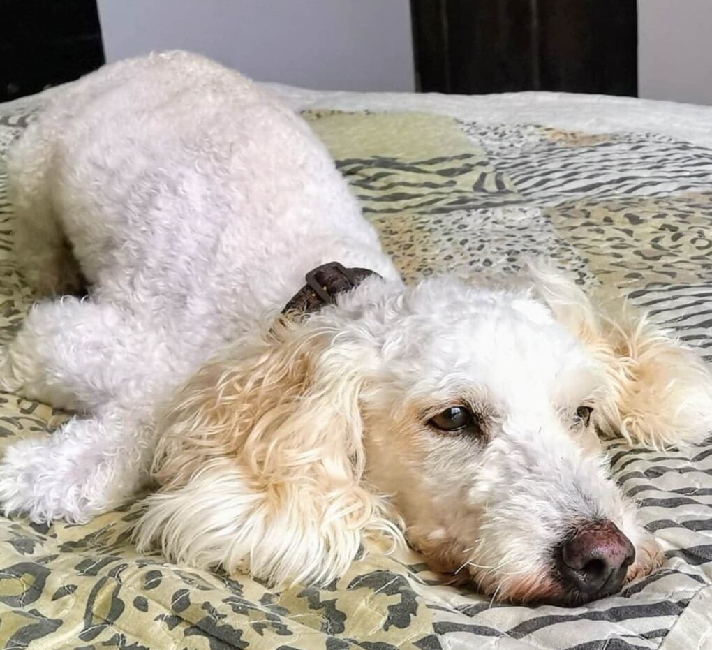 Andy, french, french poodle de 7 años, que se perdió el 23 de enero en Santa Cruz, Guanacaste. Foto Karla Hernández.