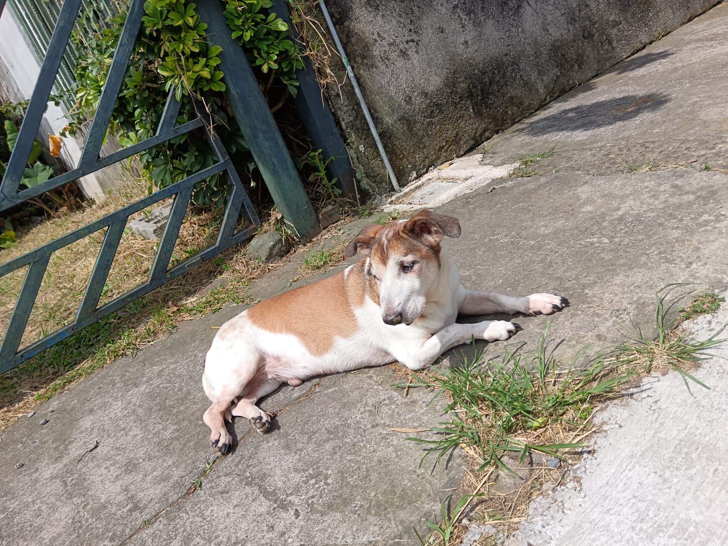 Don Tito es un zaguatico que fue adoptado por Melany Vargas Salazar del cual contamos su historia porque el 28 de mayo del 2025 es el Día Mundial del perro sin raza.