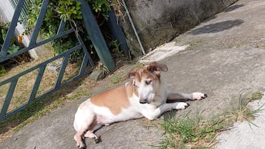 Don Tito, el zaguate que adoptaron pensado que moriría rápido, ahí sigue vivito y coleando