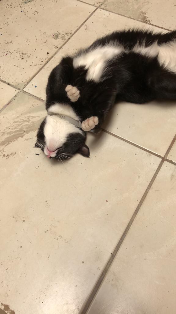 Cirio, el gato responsable del matrimonio entre Daritza Araya Arguedas, de 24 años de edad y técnica judicial y Alexandra Quirós Castillo, estudiante de 29 años.