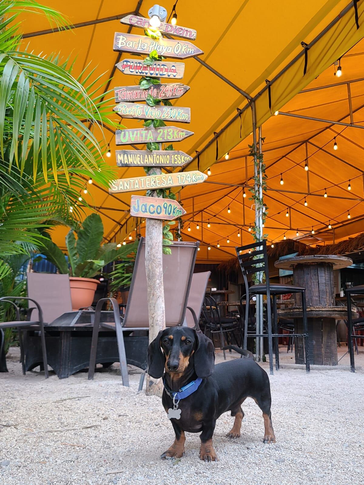 Beto, un amoroso y chineado salchicha que nació el pasado 1 de junio y es santaneño de la pura cepa. Se puede decir con total seguridad que es el “gerente general” del bar y restaurante La Playa, que está a 100 metros al oeste de la tienda Ekono de Santa Ana centro. El dueño es don Marco Alfaro Vargas