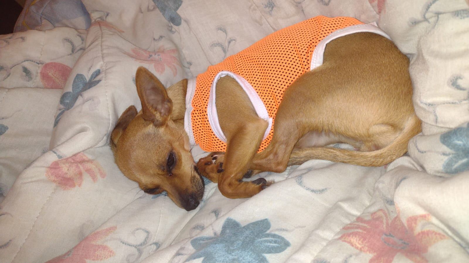 Sofia, perrita perdida en San Isidro de Heredia. Foto cortesía.