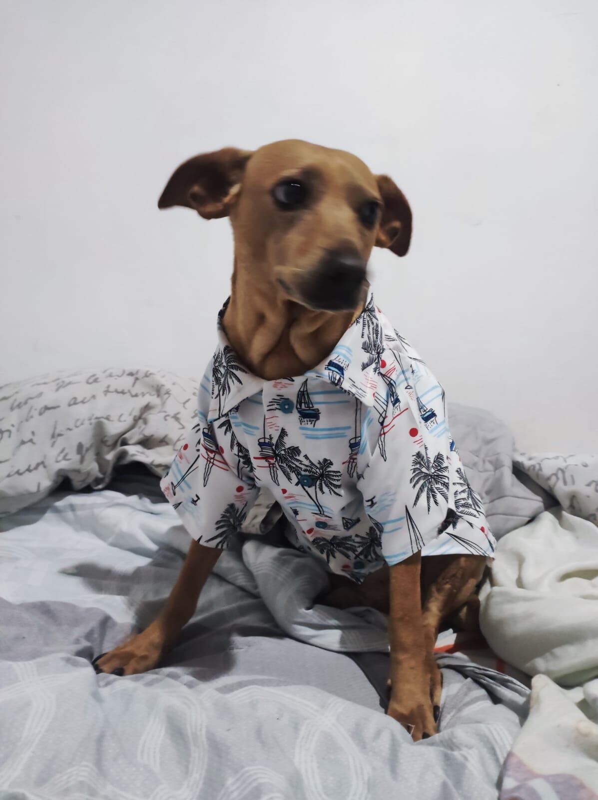 Sunny hace tres años era un perrito indigente que incluso fue abusado sexualmente, ahora vive como un rey con una familia de Calle Blancos