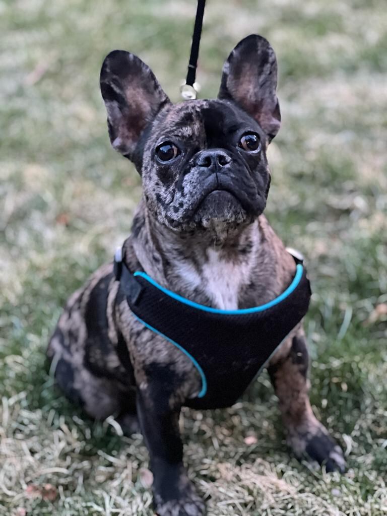 Daisy es una perrita bulldog francés que tiene 9 meses, nació en Cartago, se crio en Atenas y desde hace 5 meses se fue para Estados Unidos para sacar el título de soporte emocional para humanos.