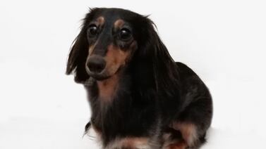 Familia está desesperada por encontrar a perrita que se habría escapado de escuela de entrenamiento