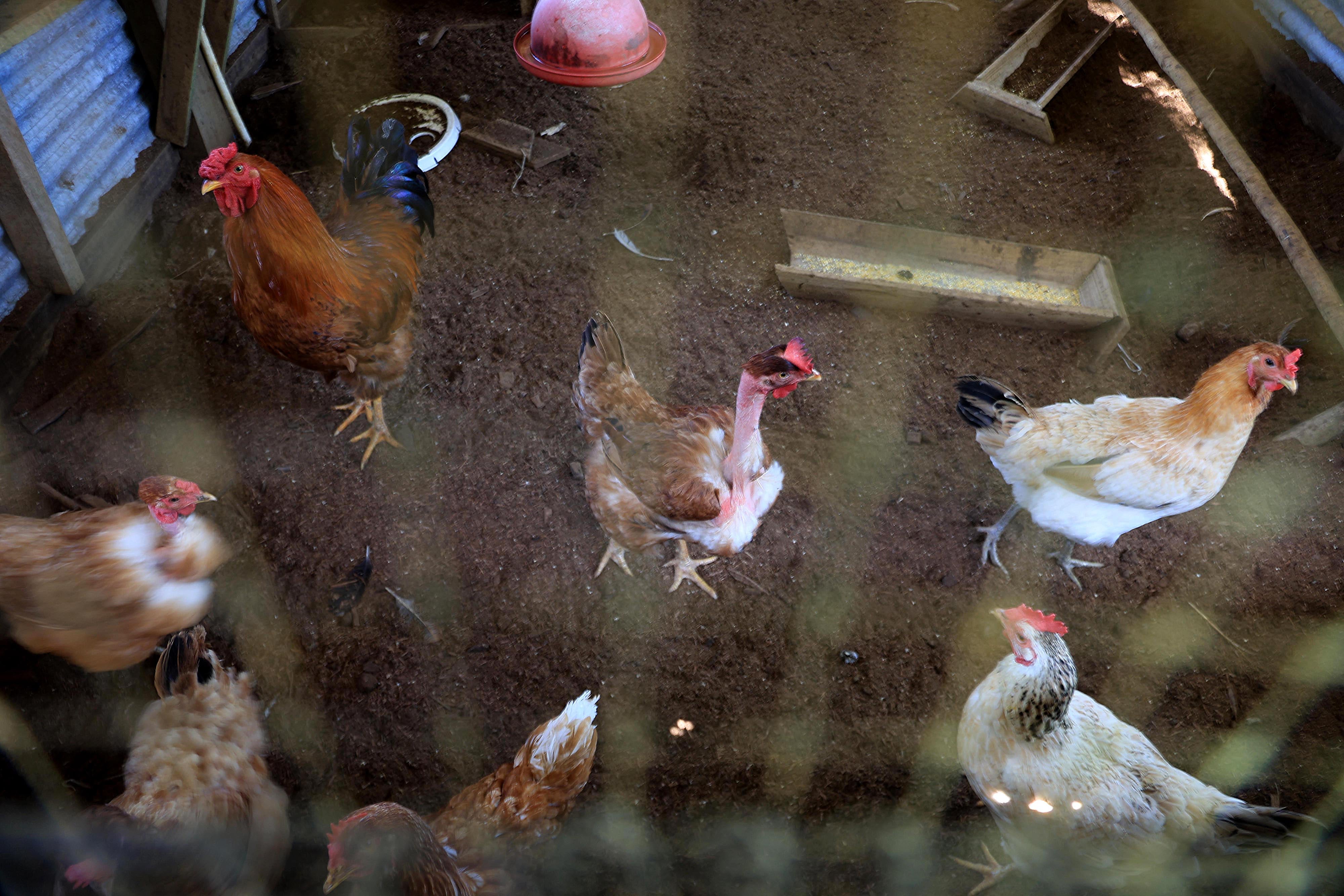 06/03/2024 Río Cuarto de Alajuela. Hotel del Bosque, ofrece caminatas por senderos naturales, servicio de restaurante, gimnasio, canchas y áreas al aire libre para practicar deporte, incluyendo una piscina natural. Foto: Rafael Pacheco Granados