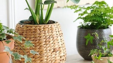 Hombre echaba agua a sus plantas cuando vecino intentó asesinarlo