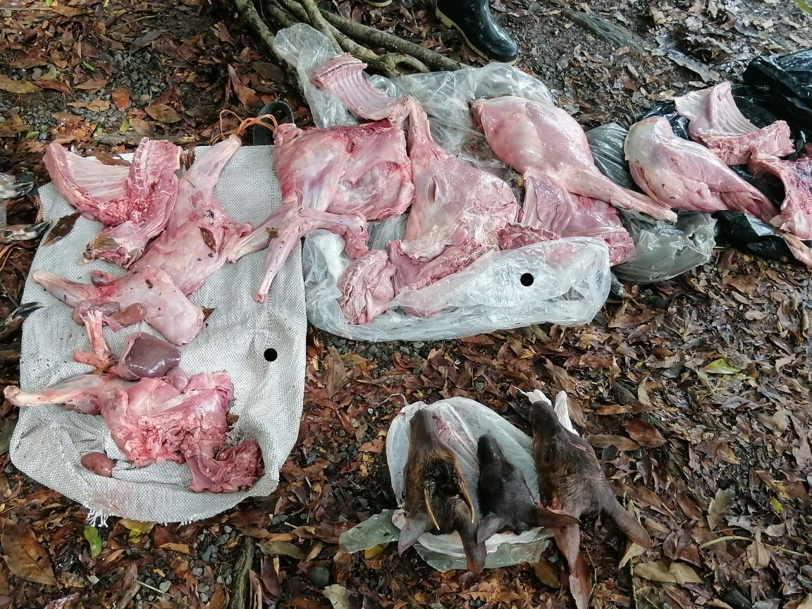 Guardaparques destacados en Tortuguero de Pococí, capturaron este 26 de julio a seis hombres que se encontraban cazando y destazaron tres venados en una zona protegida.