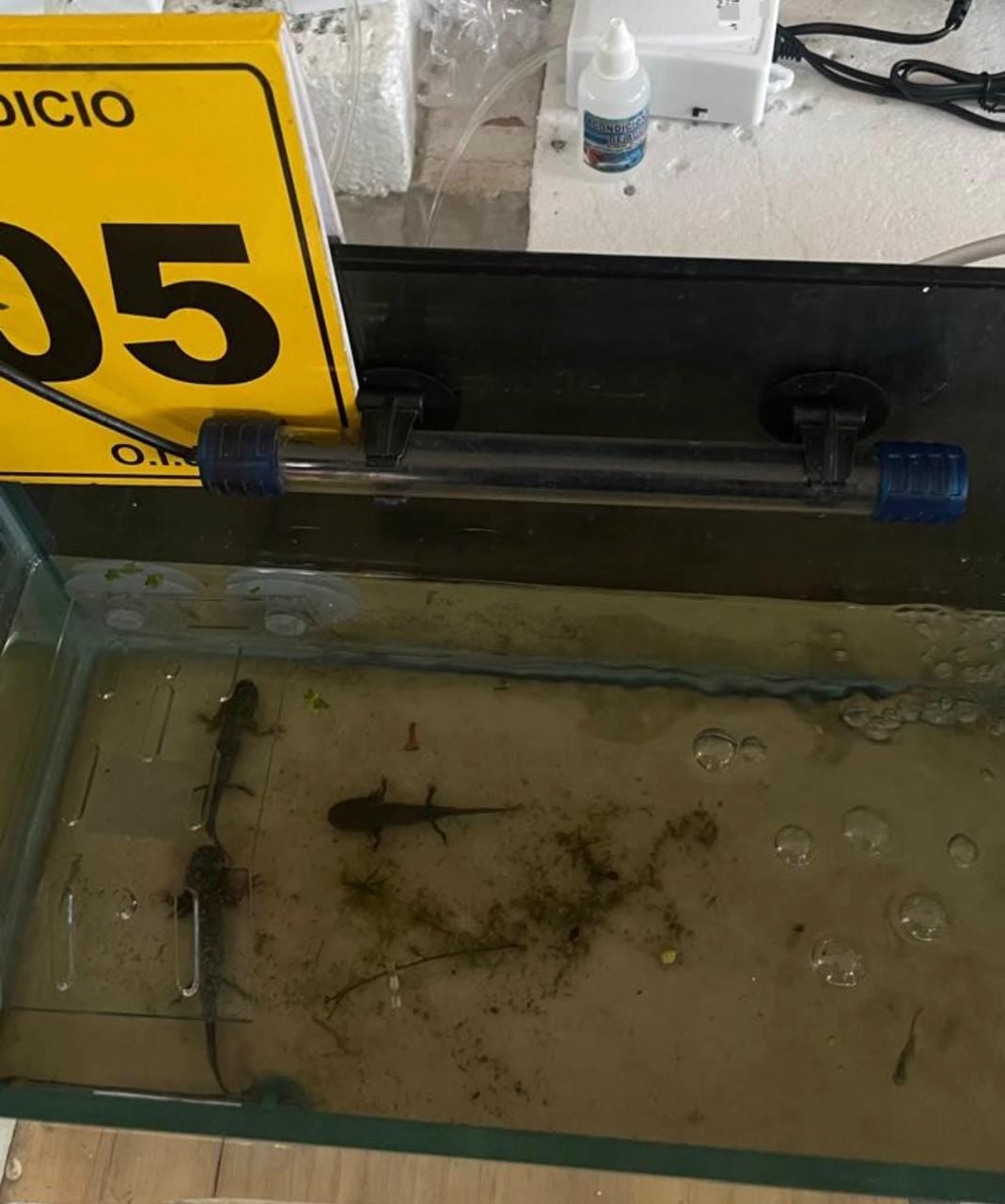 Al sospechoso le decomisaron ajolotes y tortugas. Foto OIJ.