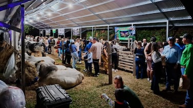 Expo Grifo Bajo 2026: conciertos con Elena Umaña, Chiqui Chiqui y pozol a la leña le esperan en Puriscal