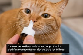 ¿Usa minoxidil? Mucho cuidado si tiene perros o gatos porque podría ponerlos en grave peligro