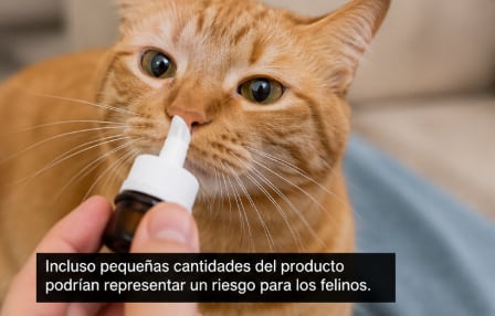 Gato