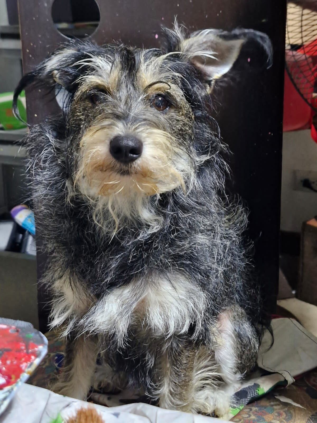 Camila es una de las perritas ganadoras del concurso de La Teja