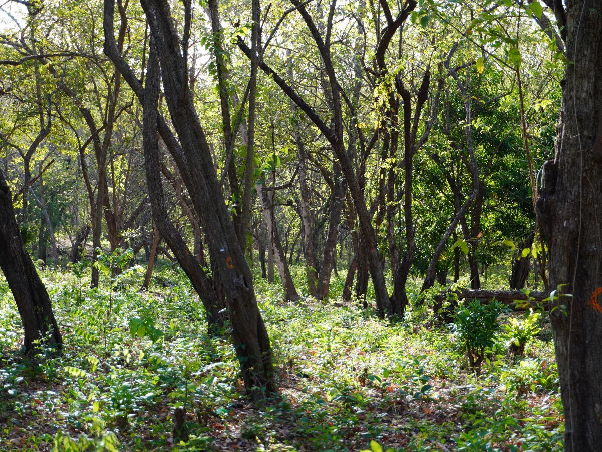 Decenas de árboles han sido marcados para ser cortados.