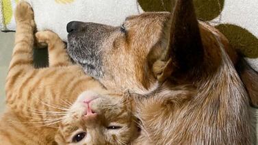 La manada tica más famosa en redes sociales inició con una gatita