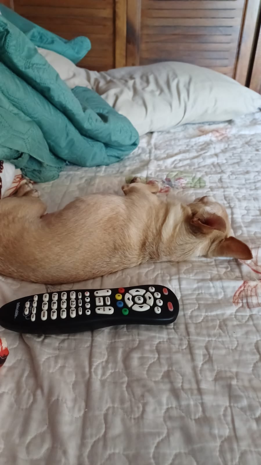 En La Guácima de Alajuela, una historia de amor del bueno, del que mueve montañas, se vive todos los días entre Lauren Bonilla, de 49 años, y su inseparable perrita Ginger, una chihuahua que llegó a su vida justo cuando más la necesitaba.