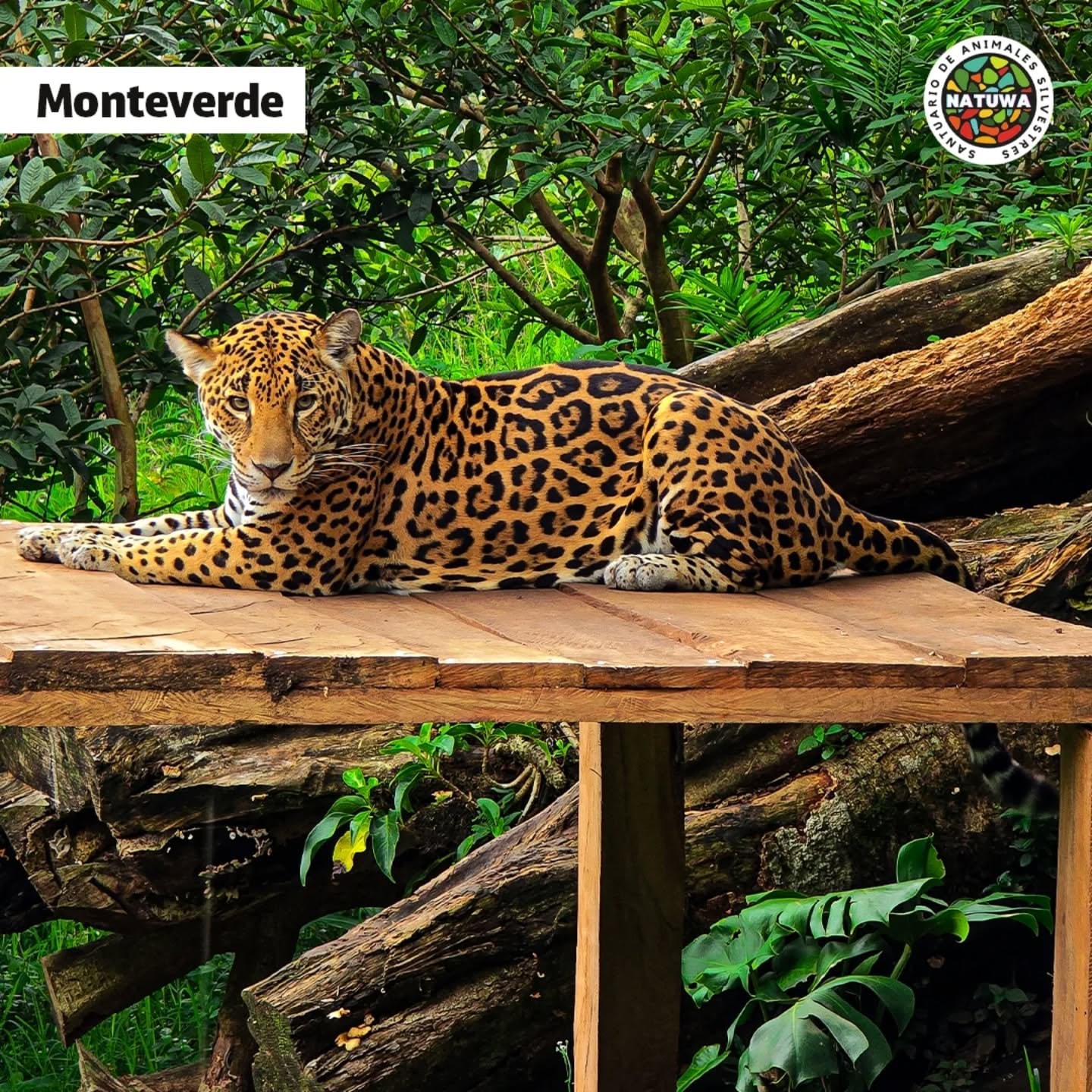 La danta Mandy sobrevivió a que se la quisieran comer y hoy es símbolo de esperanza en el Santuario de Vida Silvestre Natuwa que es propiedad del astrólogo y mentalista Minor Khayyan