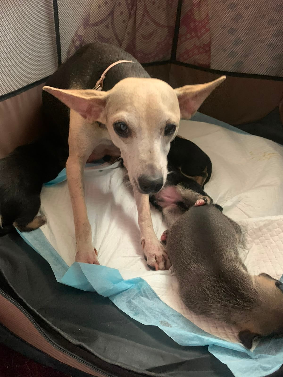 Bamba, la perrita rescatada en Pérez Zeledón que sobrevivió a un atropello estando embarazada.