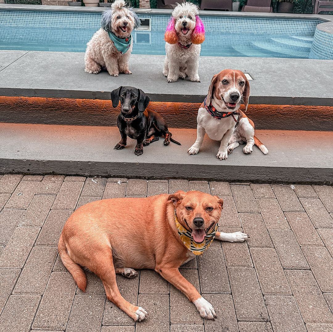 Todos ellos son los consentidos de la modelo Marcela Negrini