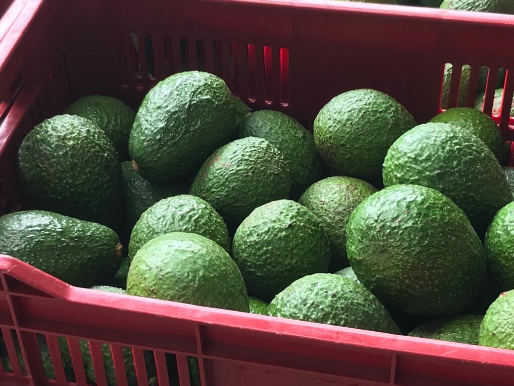 El mejoramiento de la productividad y la calidad del aguacate en las fincas de muchos productores es notorio, según el Ministerio de Agricultura y Ganadería. Pero también reconoce que eso se debe generalizar. Foto: Cortesía