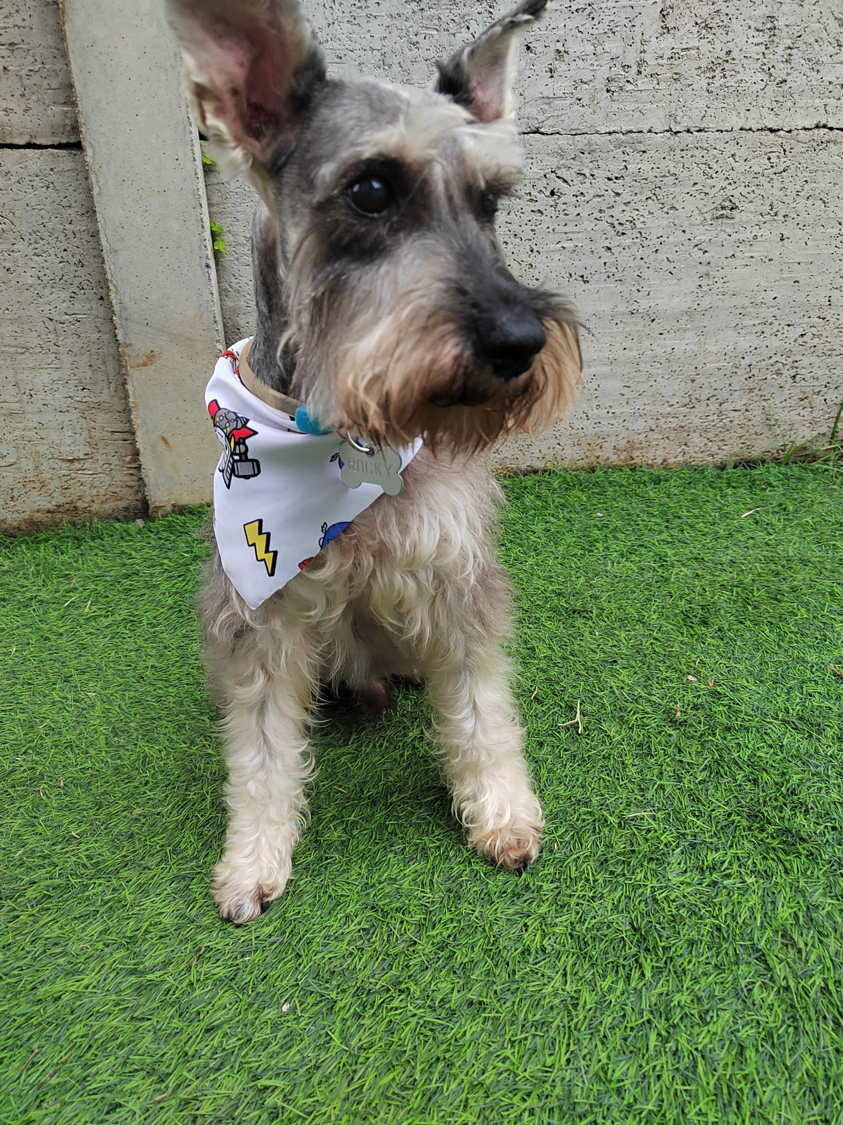 Rocky es un schnauzer de 13 años.