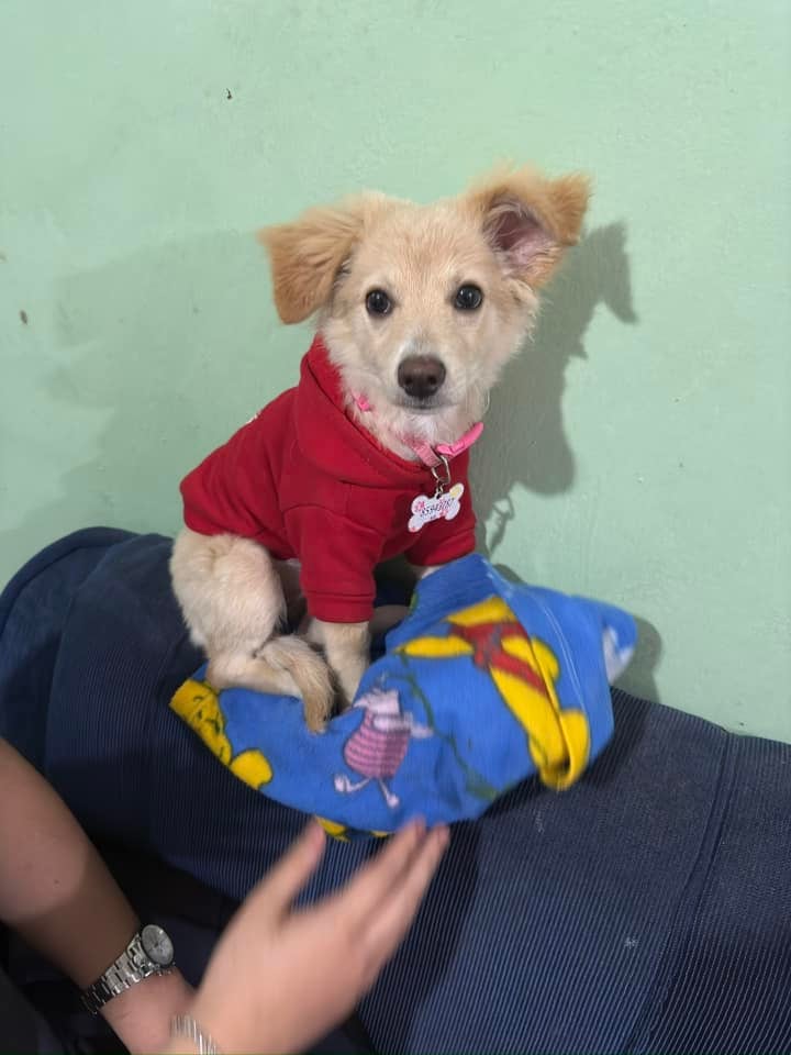 Cada 14 de enero se celebra el Día Mundial de Vestir a tu Mascota.