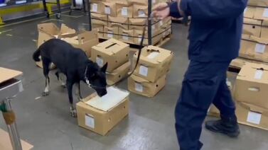 Escáner reveló cargamento que narcos trataron de esconder entre verduras