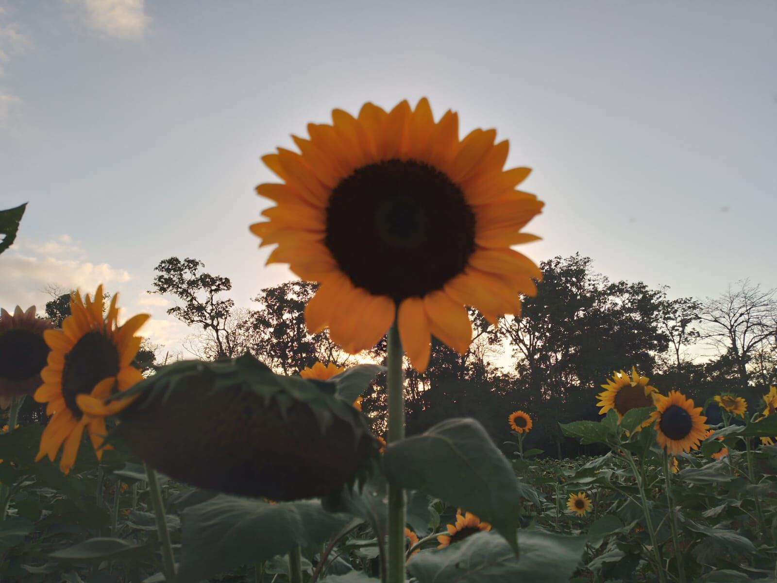 Campo de Girasoles Pital