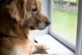 Experta da claves para proteger a mascotas del estrés por pólvora en diciembre