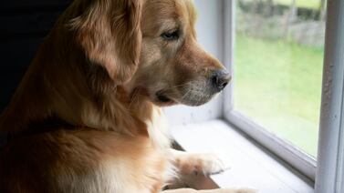 Experta da claves para proteger a mascotas del estrés por pólvora en diciembre