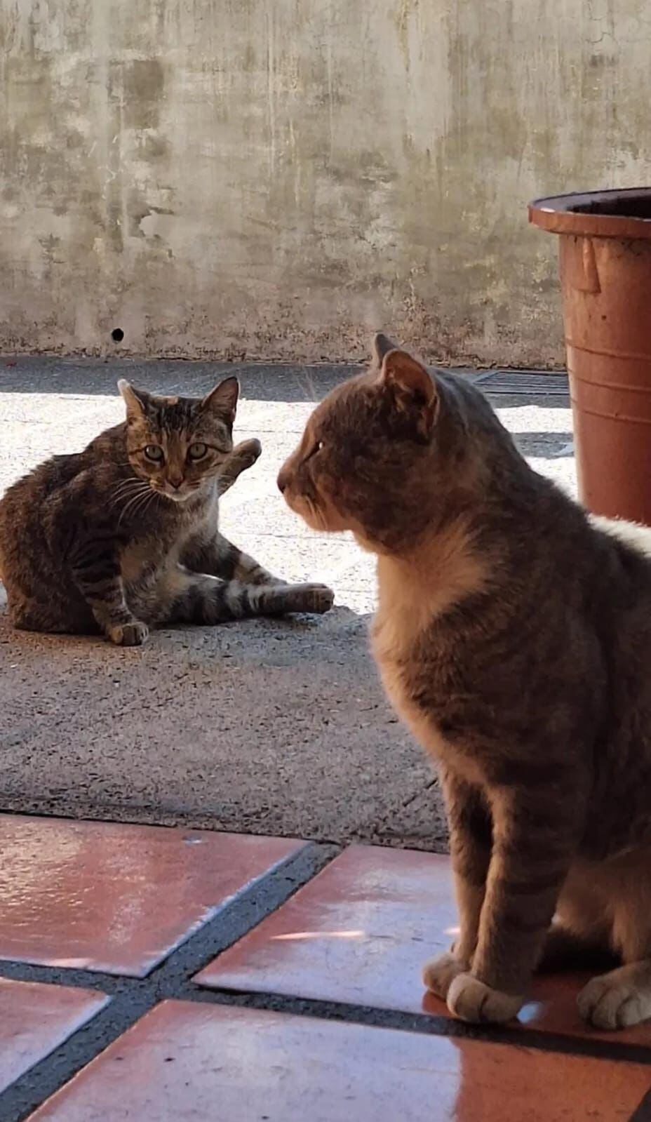 El gato Tom está buscando un hogar que lo adopte.