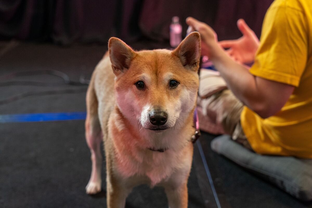 Peanut Butter es la nueva estrella en el mundo de los videojuegos y la comunidad lo adora. Crédito: Awesome Games Done Quick.